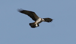 Balbuzard pêcheur - Osprey (Canon EOS 20D 1/640 F9 iso200 400mm)