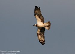 Balbuzard pêcheur - Osprey ()