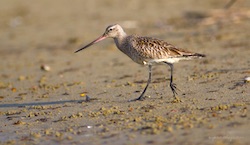 Barge rousse - Bar-tailed Godwit (Canon EOS 30D 1/1250 F4 iso200 300mm)