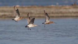 Barge rousse - Bar-tailed Godwit (Canon EOS 30D 1/2500 F4 iso200 300mm)