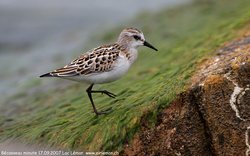 Bécasseau minute - Little Stint ()