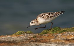 Bécasseau minute - Little Stint ()