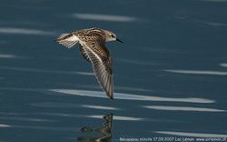 Bécasseau minute - Little Stint ()