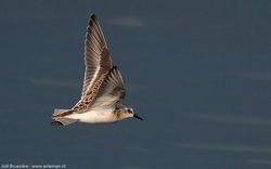 Bécasseau minute - Little Stint ()