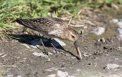 Bécasseau variable - Dunlin (Canon EOS 30D 1/1600 F4 iso160 300mm)