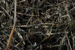 Bécassine sourde - Jack Snipe