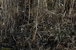 Bécassine sourde - Jack Snipe