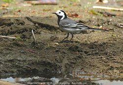 Bergeronnette grise - White Wagtail ()