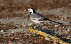 Bergeronnette grise - White Wagtail ()