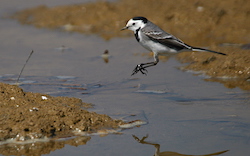 Bergeronnette grise - White Wagtail (Canon EOS 20D 1/2500 F5.6 iso200 400mm)