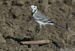 Bergeronnette grise - White Wagtail ()
