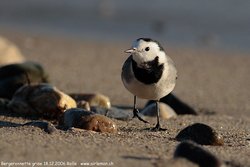 Bergeronnette grise - White Wagtail ()