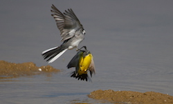 Bergeronnette printanière - Yellow Wagtail