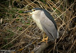 Bihoreau gris - Black-crowned Night-Heron ()