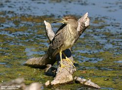 Bihoreau gris - Black-crowned Night-Heron ()
