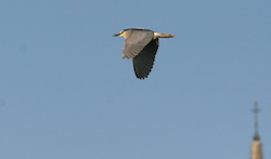 Bihoreau gris - Black-crowned Night-Heron (Canon EOS 30D 1/3200 F8 iso400 300mm)