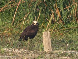Busard des roseaux - Western or Eurasian Marsh-Harrier ()