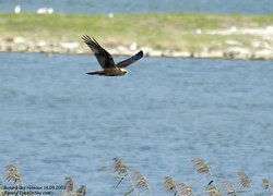 Busard des roseaux - Western or Eurasian Marsh-Harrier ()