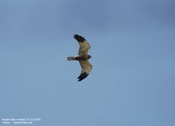 Busard des roseaux - Western or Eurasian Marsh-Harrier ()