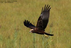 Busard des roseaux - Western or Eurasian Marsh-Harrier ()
