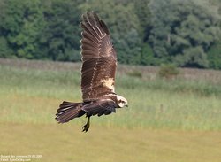 Busard des roseaux - Western or Eurasian Marsh-Harrier ()