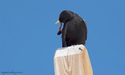 Chocard à bec jaune - Yellow-billed Chough (Canon EOS 30D 1/3200 F4 iso200 300mm)