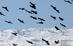 Chocard à bec jaune - Yellow-billed Chough ()