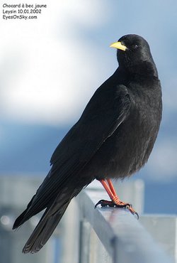 Chocard à bec jaune - Yellow-billed Chough ()