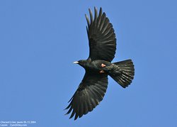 Chocard à bec jaune - Yellow-billed Chough ()