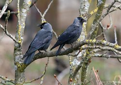 Choucas des tours