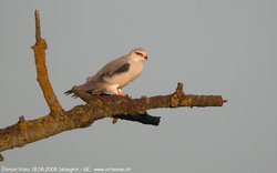 Élanion blanc - Black-shouldered Kite ()