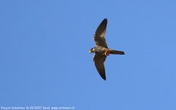 Faucon hobereau - Eurasian Hobby ()