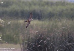 Faucon hobereau - Eurasian Hobby ()