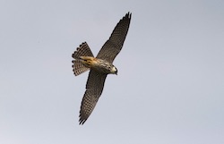 Faucon hobereau - Eurasian Hobby (Canon EOS 30D 1/8000 F4 iso400 300mm)