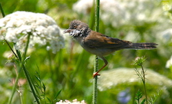 Fauvette grisette - Common Whitethroated (Canon EOS 300D DIGITAL 1/400 F7.1 iso100 400mm)