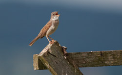 Fauvette grisette - Common Whitethroated ()