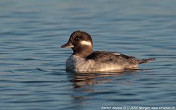 Garrot albéole / Petit Garrot - Bufflehead ()
