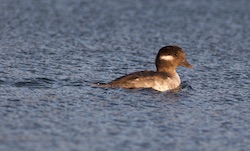 Garrot albéole / Petit Garrot - Bufflehead (Canon EOS 30D 1/500 F4 iso200 300mm)