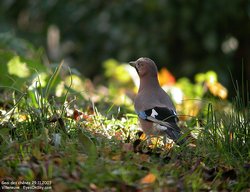Geai des chênes - Eurasian Jay ()