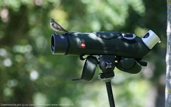 Gobemouche gris - Spotted Flycatcher (Canon EOS 30D 2500/1000000 F4 isoArray 300mm)