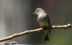 Gobemouche gris - Spotted Flycatcher ()