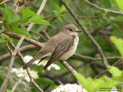 Gobemouche gris - Spotted Flycatcher ()
