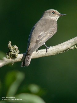 Gobemouche gris - Spotted Flycatcher ()