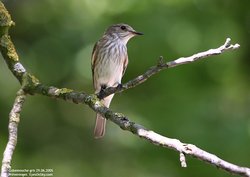 Gobemouche gris - Spotted Flycatcher ()