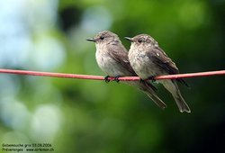 Gobemouche gris - Spotted Flycatcher ()