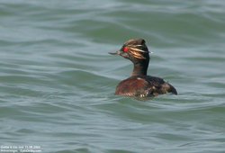 Grèbe à cou noir - Black-necked Grebe or Eared Grebe ()