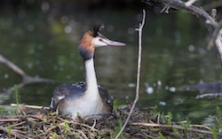 Grèbe huppé - Great Crested Grebe (Canon EOS 30D 1/500 F4 iso200 300mm)