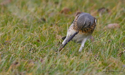 Grive litorne - Fieldfare (Canon EOS 20D 1/500 F8 iso400 400mm)