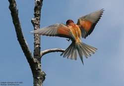 Guêpier d'Europe - European Bee-eater ()