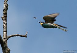 Guêpier d'Europe - European Bee-eater ()